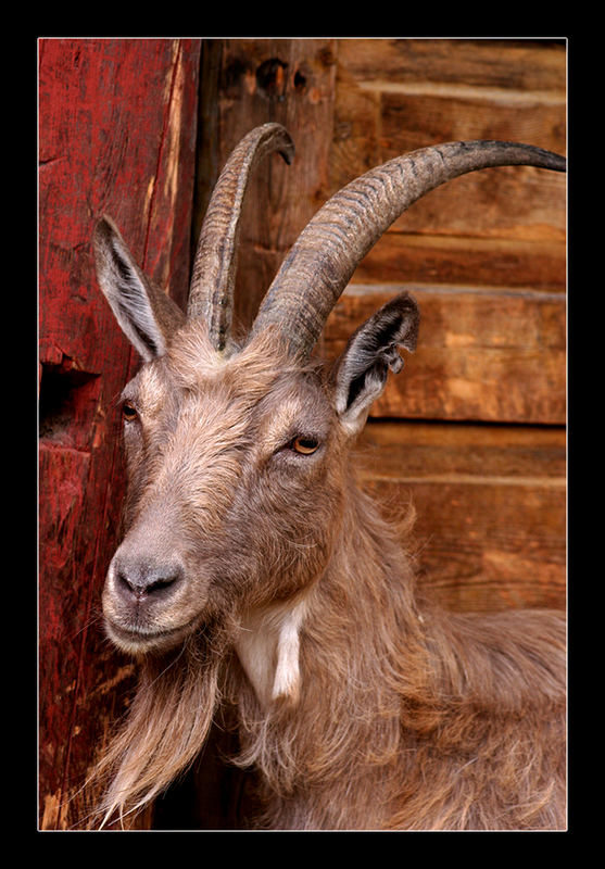 Old and wise billy goat