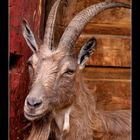 Old and wise billy goat