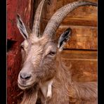 Old and wise billy goat