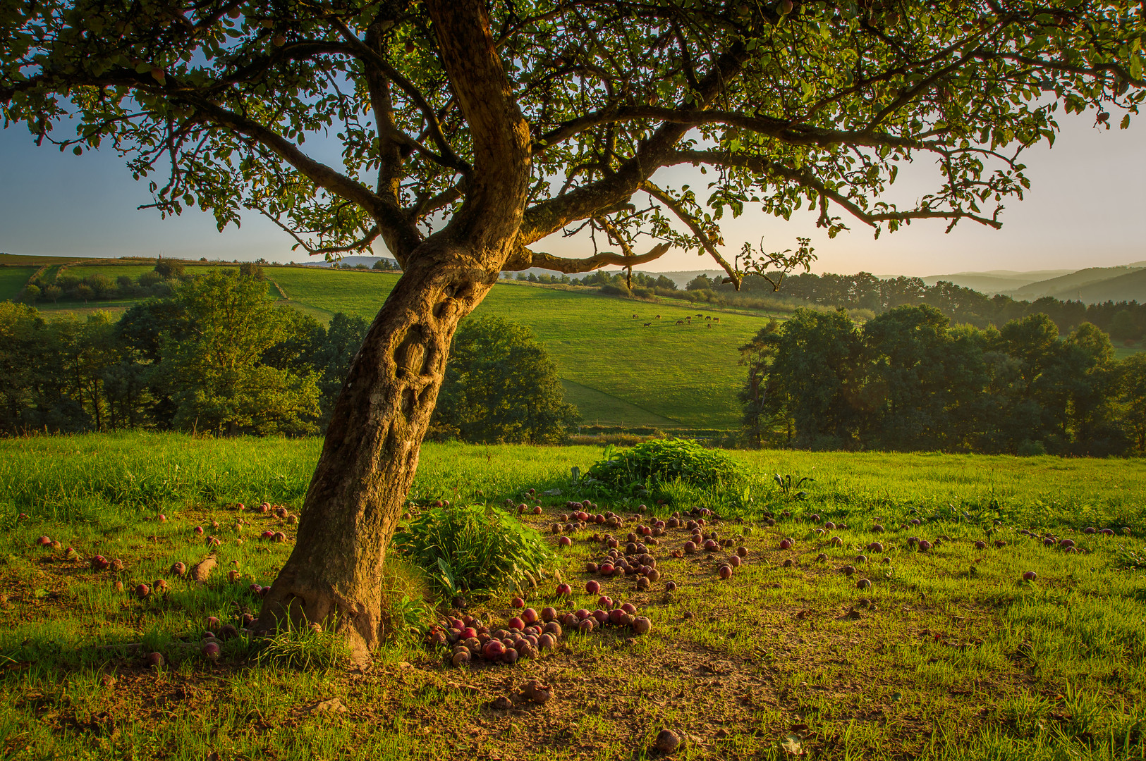 OLD APPLE TREE