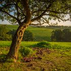 OLD APPLE TREE