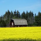 Old Barn