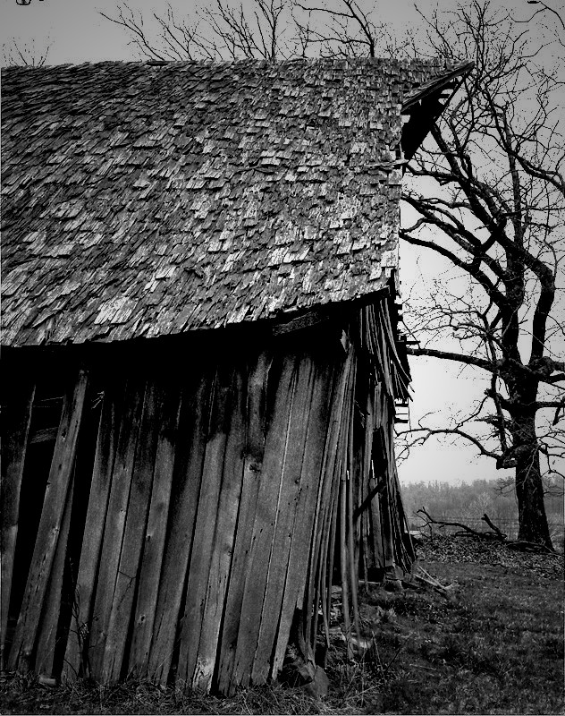 old barn and tree