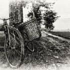 Old Bicycle