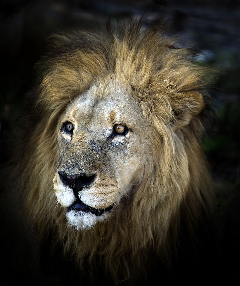 Old Boy - Duba Plain Okavango (Botswana)