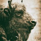 old buffalo