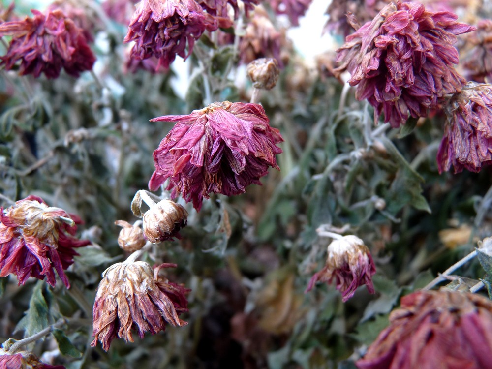 old chrysanthemum