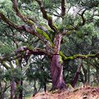 old cork oak