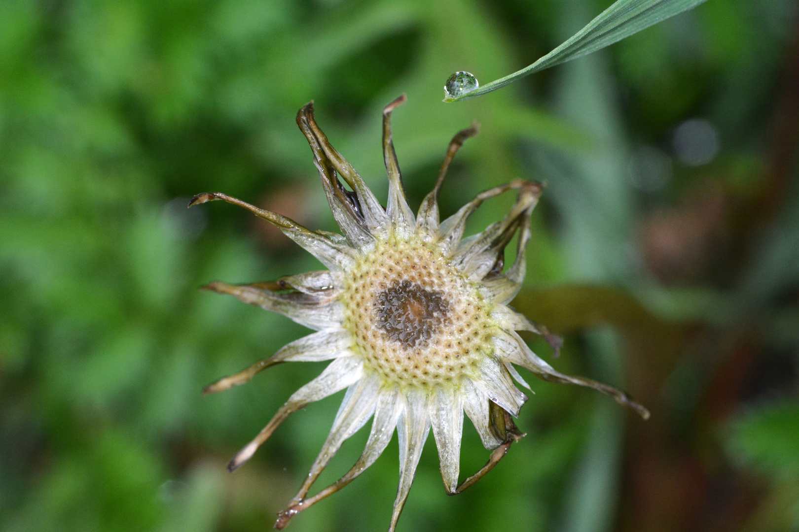 Old Dandelion like a waterwheel