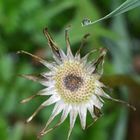 Old Dandelion like a waterwheel