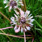 Old Dandelions Hung Over