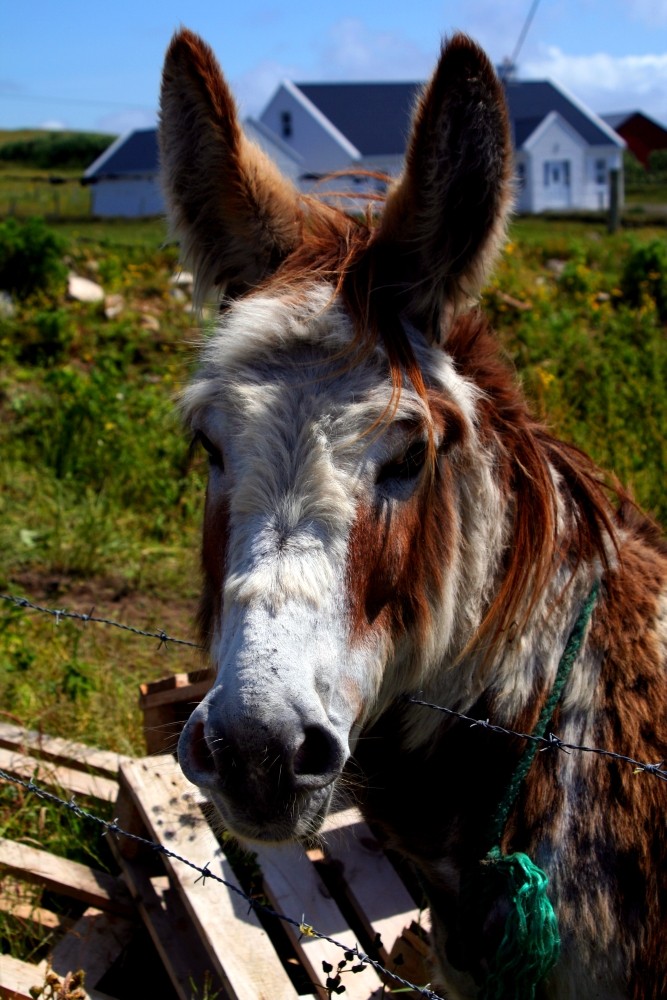 Old donkey