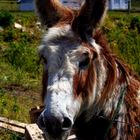 Old donkey