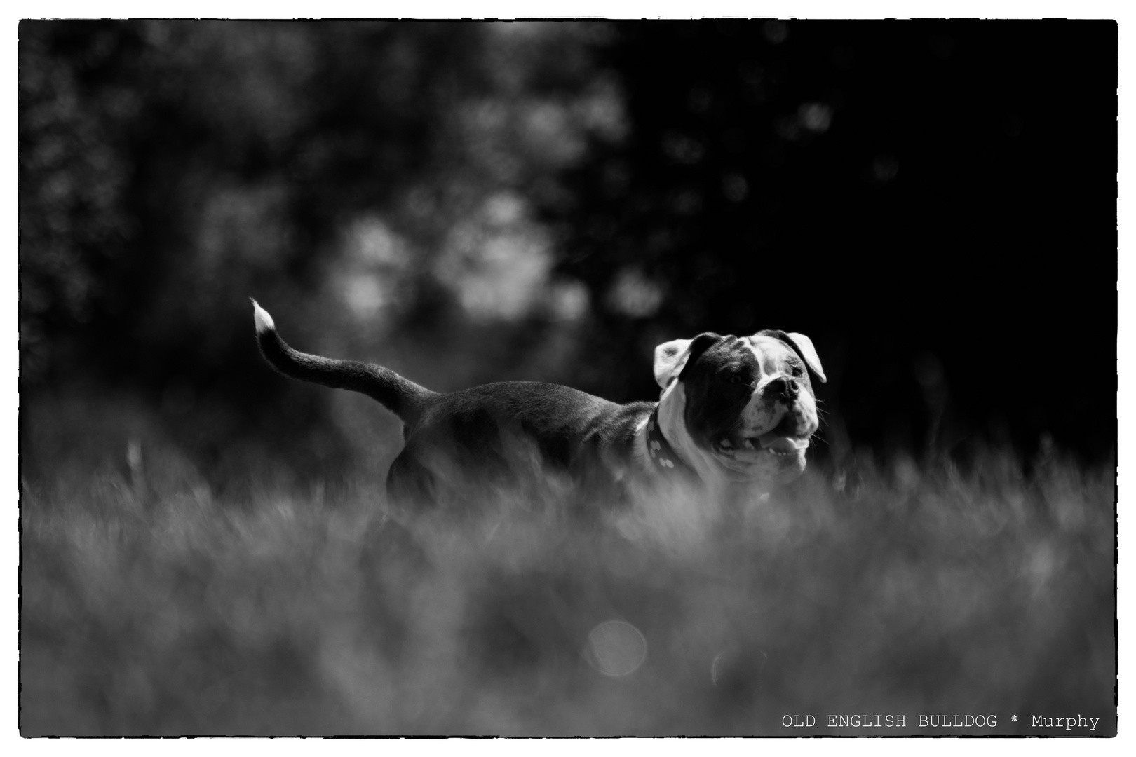 OLD ENGLISH BULLDOG