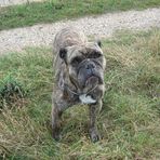 Old English Bulldog