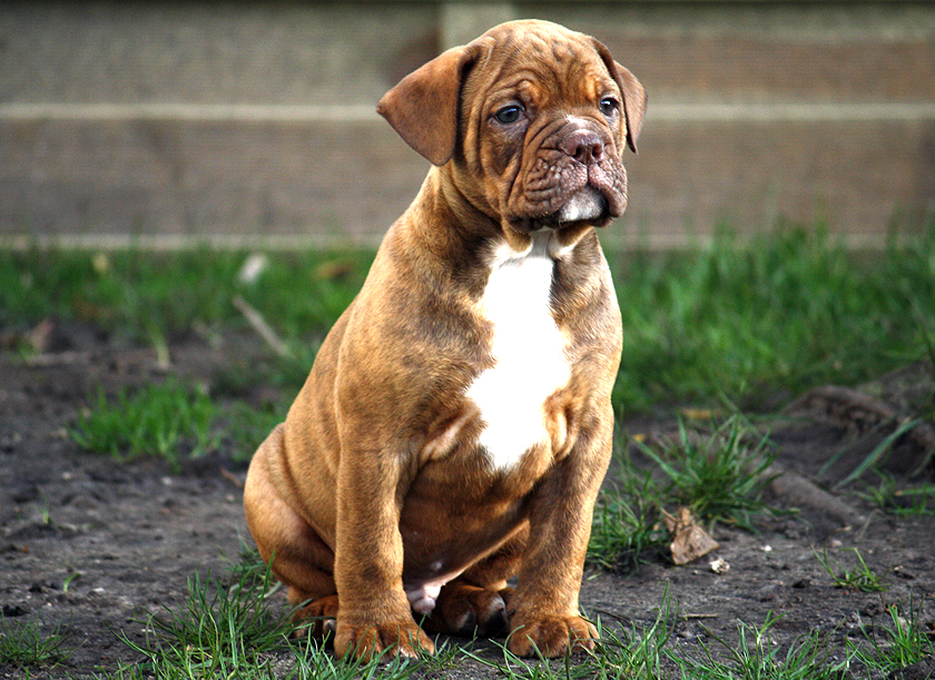 Old English Bulldog