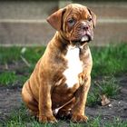 Old English Bulldog