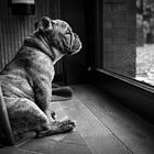 Old English Bulldog