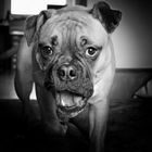 old english bulldog bolle