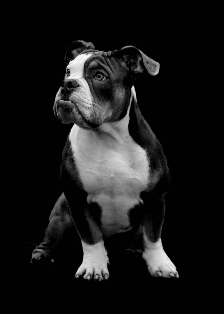 Old English Bulldog mit schwarzem Hintergrund