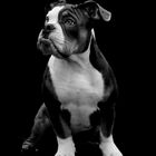 Old English Bulldog mit schwarzem Hintergrund