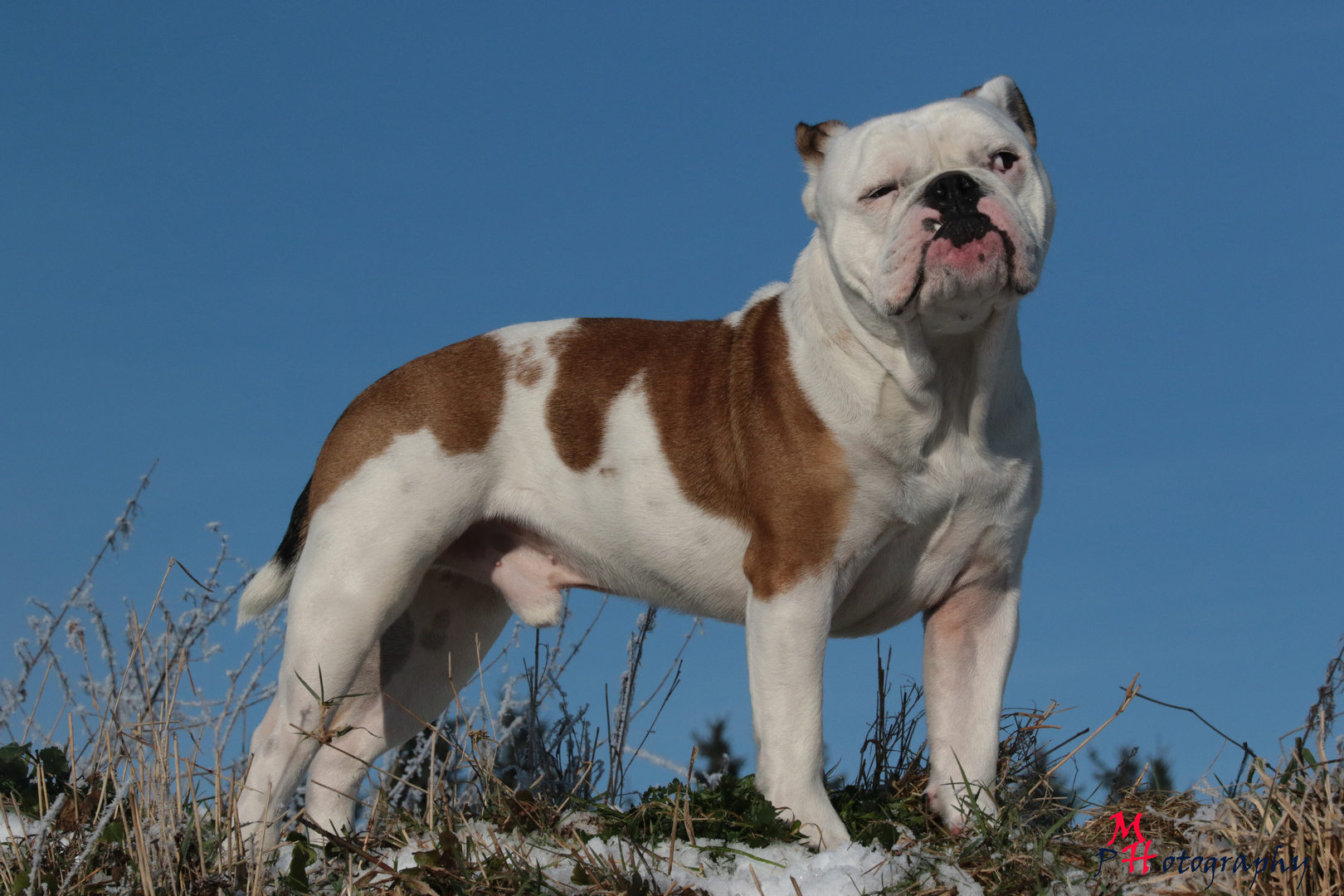 Old English Bulldog "Oskar"