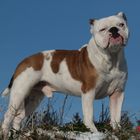 Old English Bulldog "Oskar"