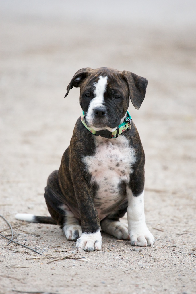 Old English Bulldogge Welpe Kimbo mit 9 Wochen