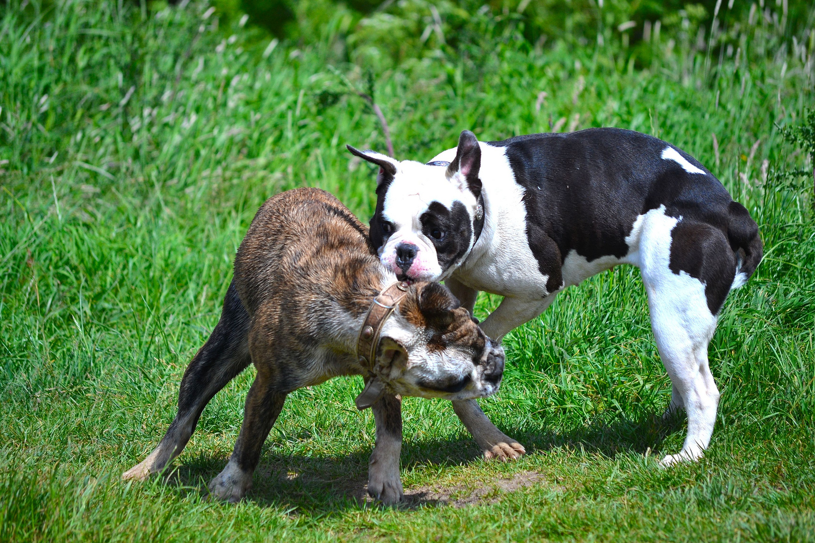 Old English Bulldogs