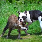 Old English Bulldogs