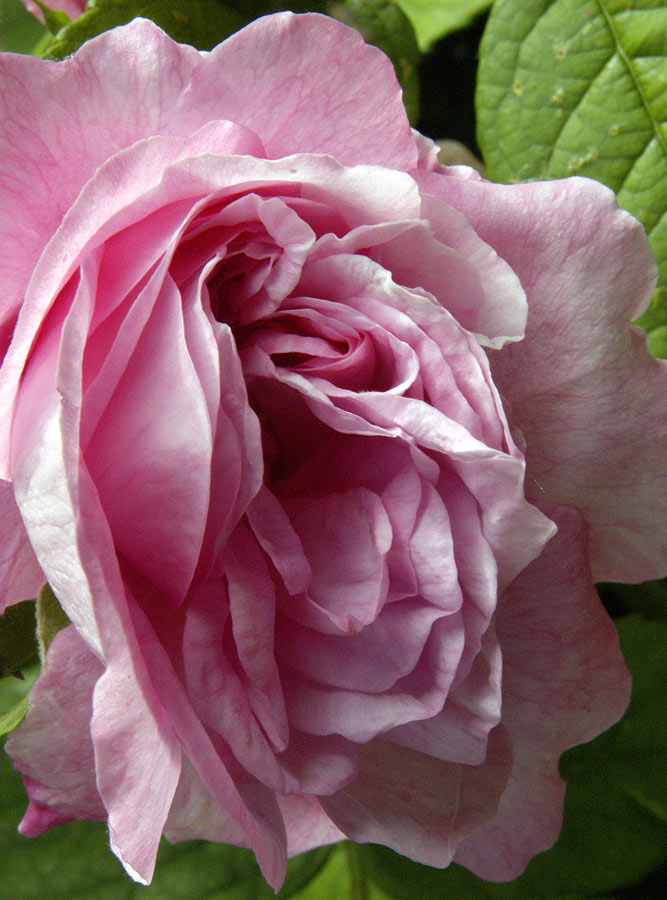 Old English rose