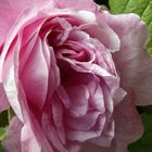 Old English rose