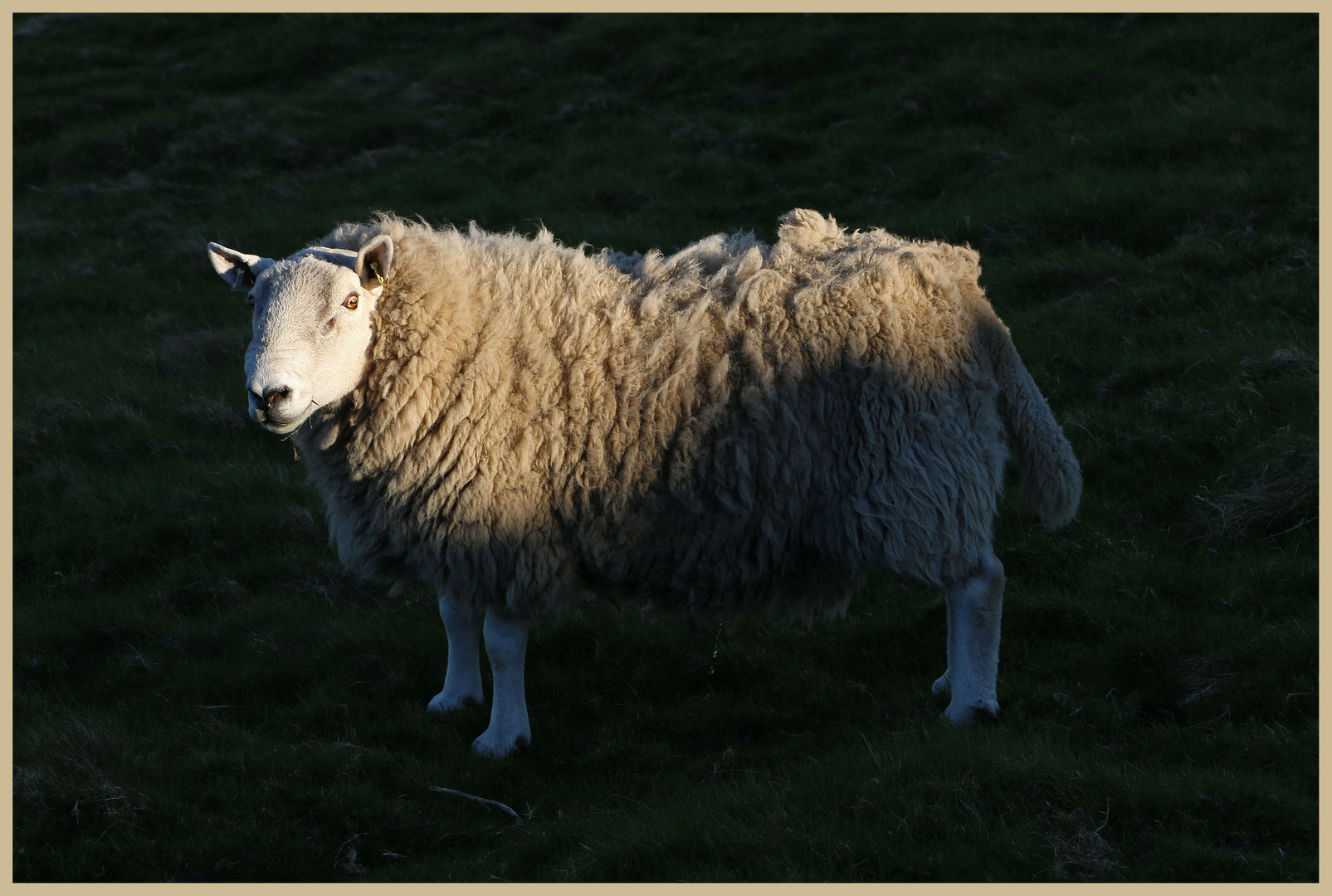 old ewe at dusk 3