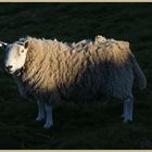 old ewe at dusk 3