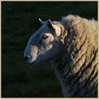 old ewe at dusk 4