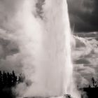 Old Faithful - big and strong