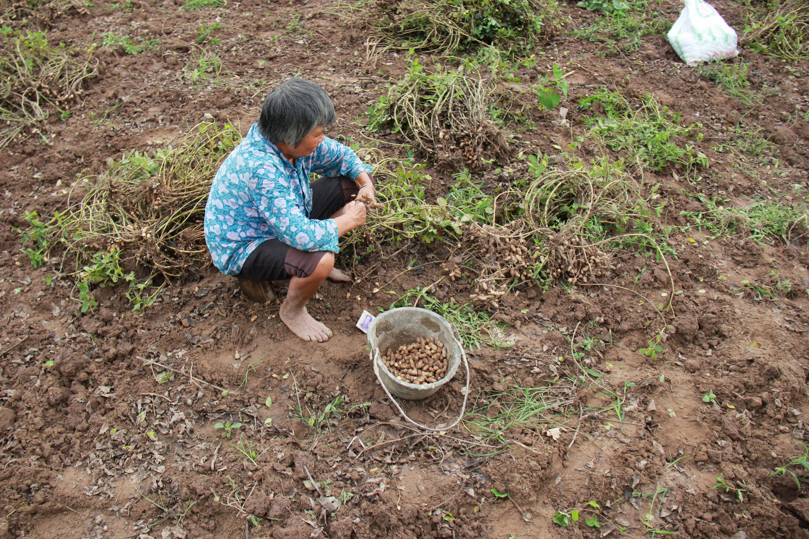 Old Farmer in China