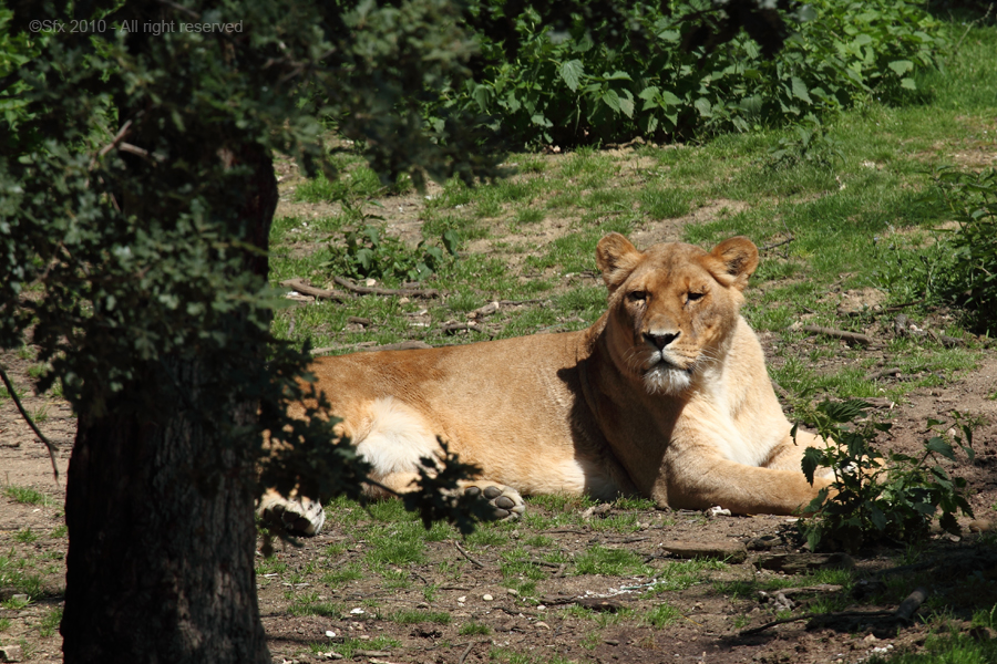 ...Old female Lion...