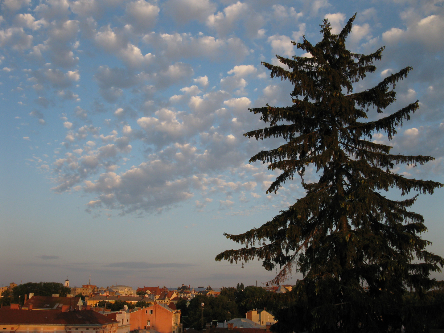 old fir-tree and roof's view at sunset