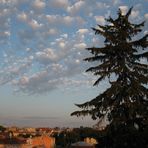 old fir-tree and roof's view at sunset