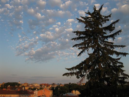 old fir-tree and roof's view at sunset