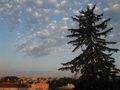 COM: old fir-tree and roof's view at sunset von Vera M. Shulga 