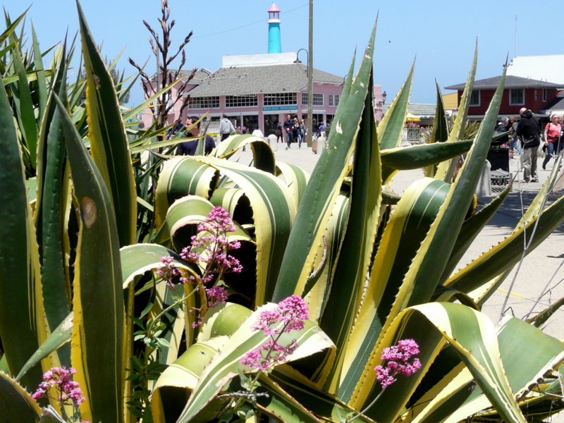 Old Fisherman's Wharf in Monterey