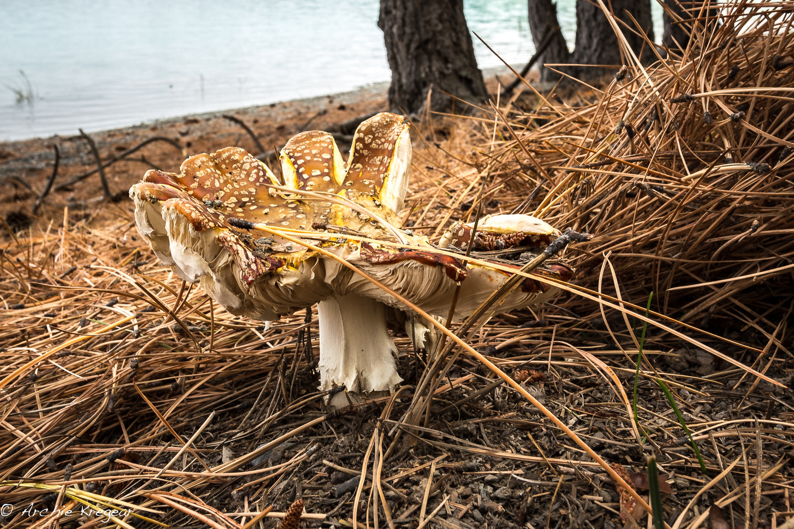 Old forest fungi