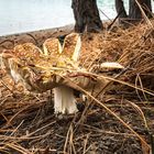 Old forest fungi