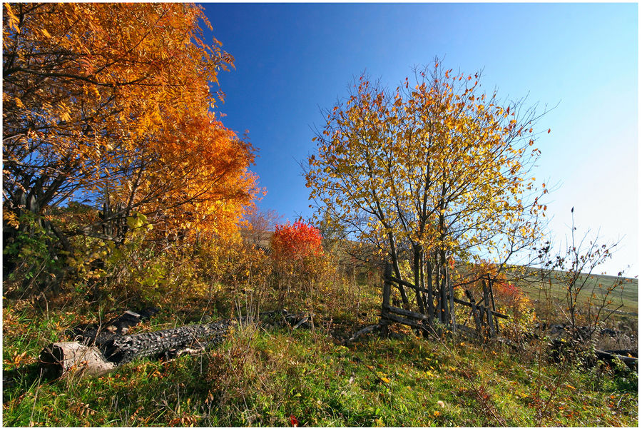 Old garden of the burnt down house