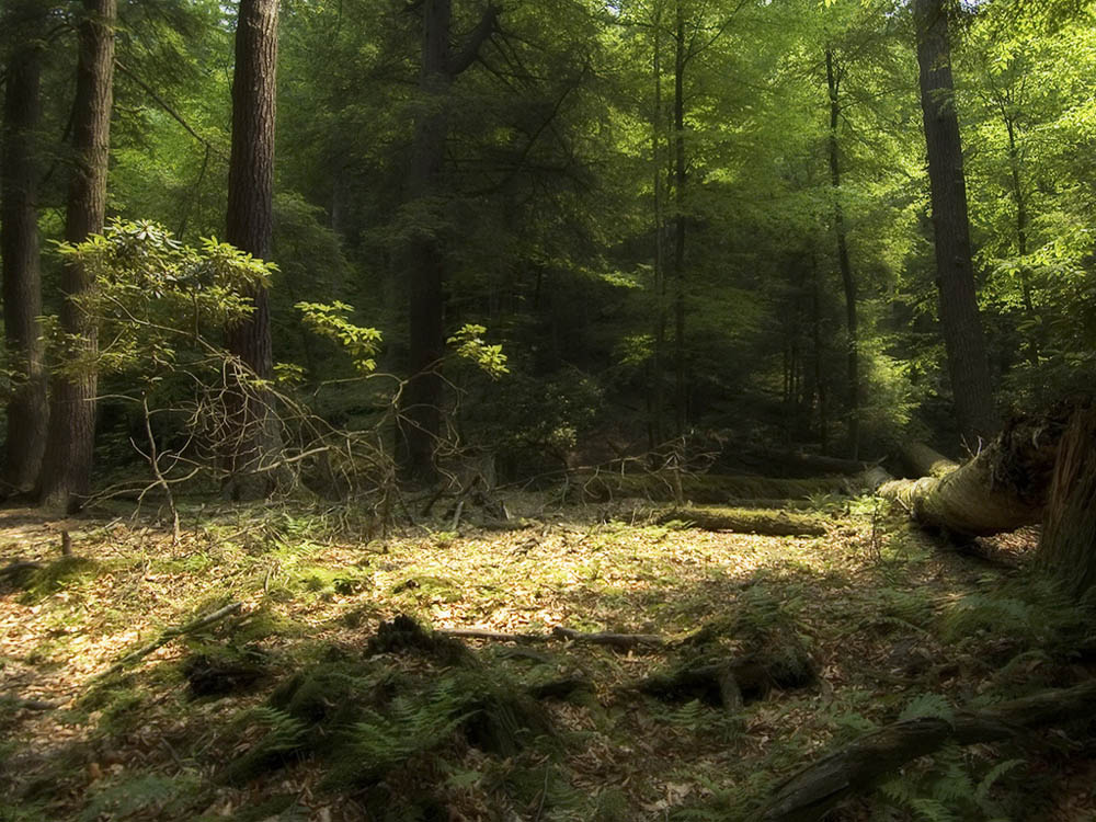 Old Growth Forest