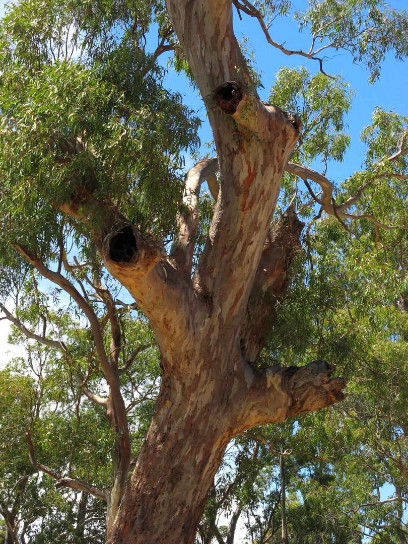 Old Gum Tree