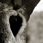 old heart
