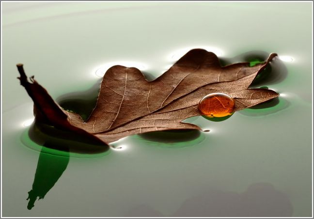 ...old leaf, floating...